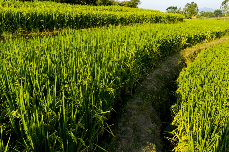 ������С P1010186.jpg