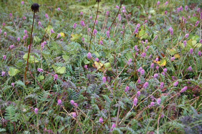 ͽ����Խ���������֮�� (224).JPG