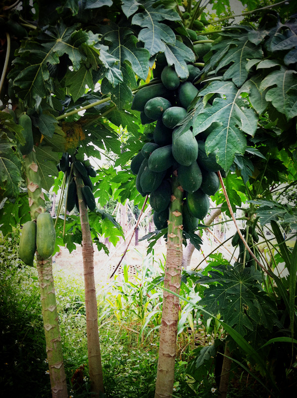 ���Աߵ�ľ����