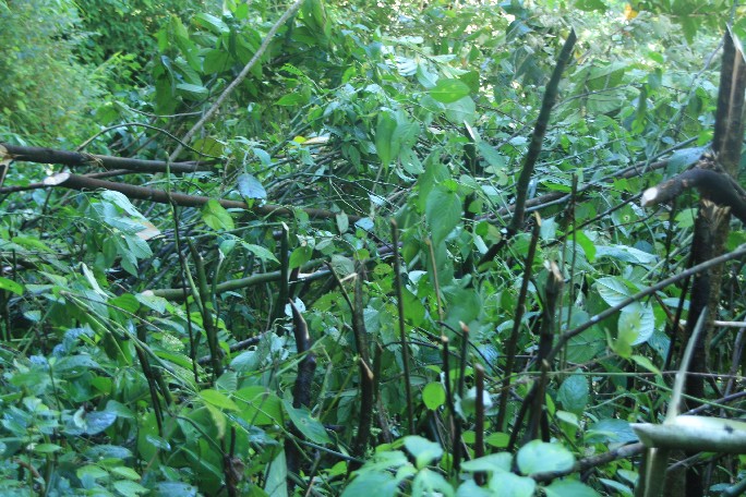 ͽ����Խ���������֮�� (549).JPG