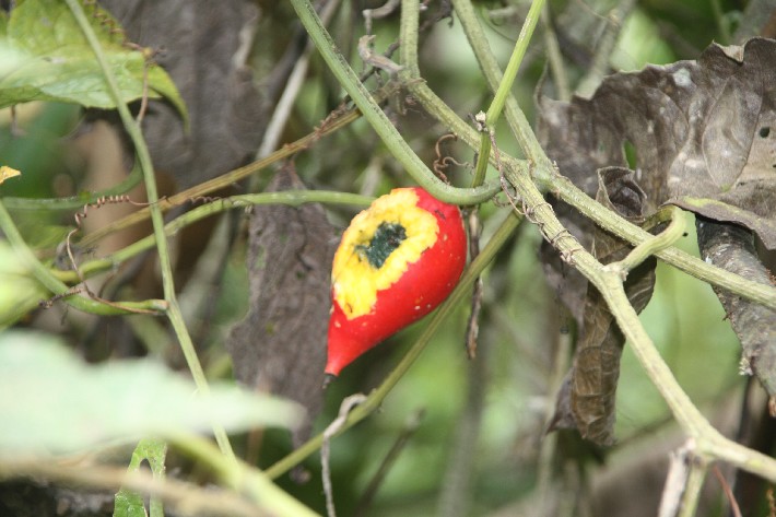 ͽ����Խ���������֮�� (688).JPG