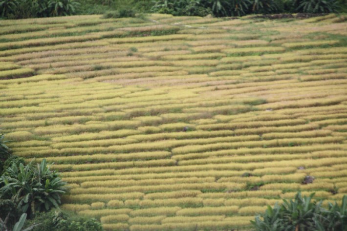 ͽ����Խ���������֮�� (757).JPG