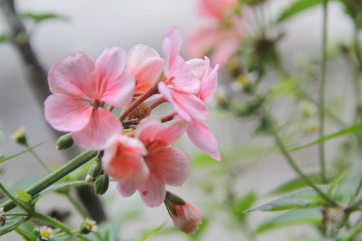 ͽ����Խ���������֮�� (797).JPG