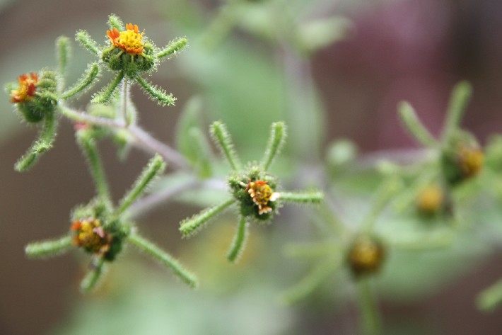 ͽ����Խ���������֮�� (799).JPG