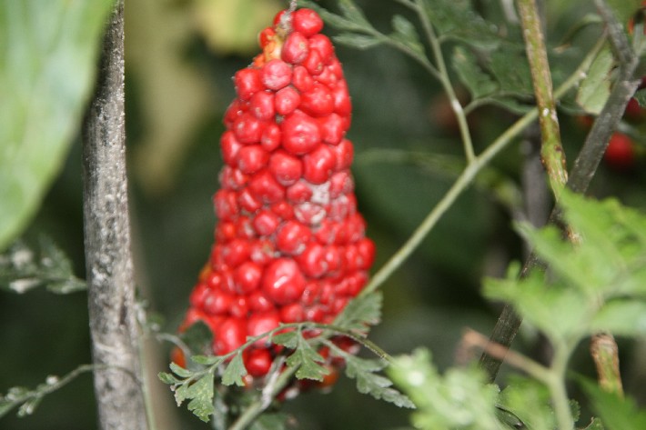 ͽ����Խ���������֮�� (769).JPG