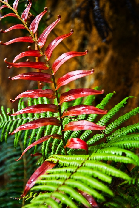 ��һ����Ҷ���ڶ��»�