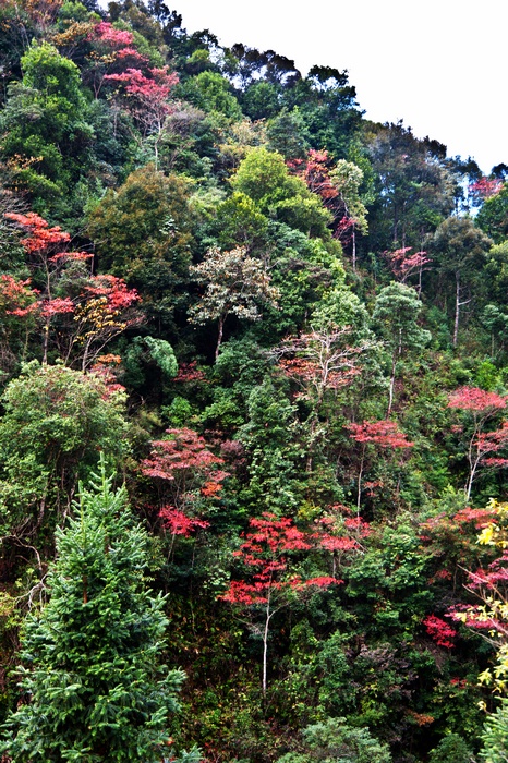 ��һ����Ҷ���ڶ��»�