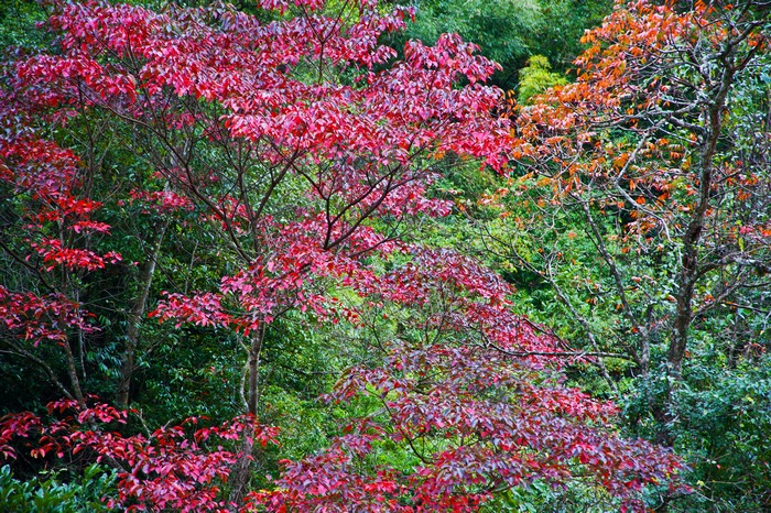 ��һ����Ҷ���ڶ��»�