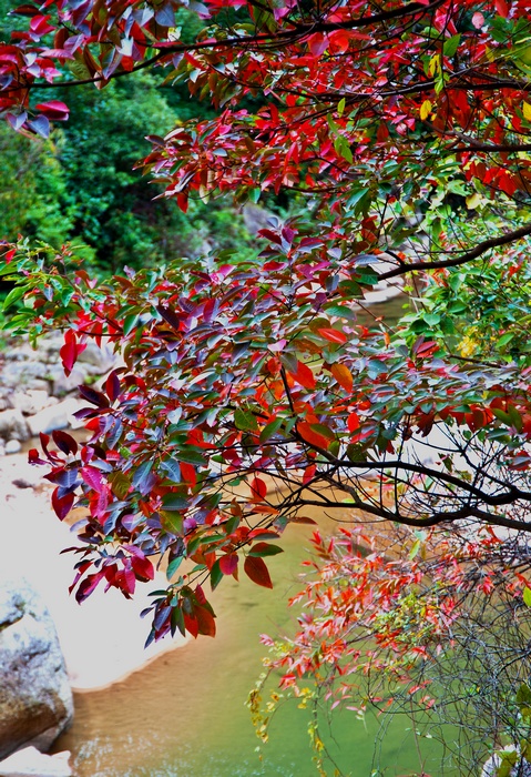 ��һ����Ҷ���ڶ��»�