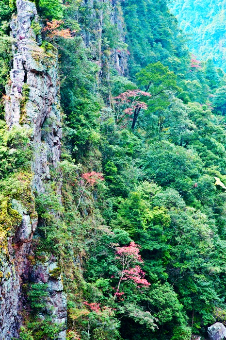 ��һ����Ҷ���ڶ��»�