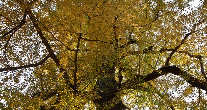 ��������Ҷ