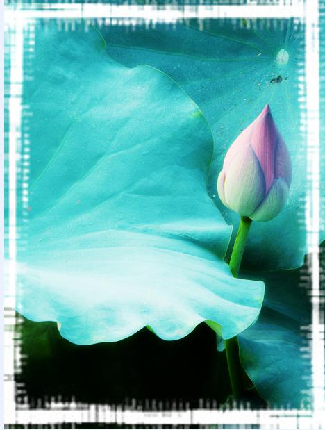 С�ɲ�¶����