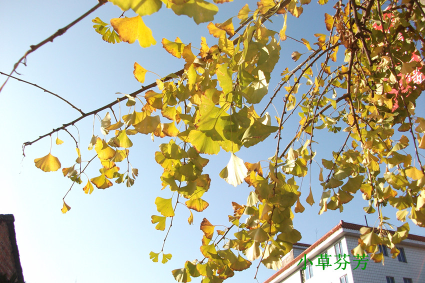 ���ڽ�ɫ���� ���Թ����콭0002.jpg