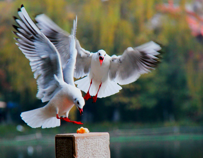 2011.11�����϶��������� 582_����1_����.jpg