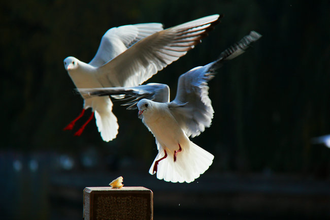 2011.11�����϶��������� 787_����1_����.jpg