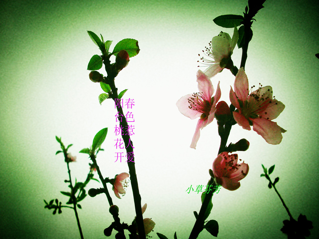 �һ������������ҵĻ�԰02 029014.jpg