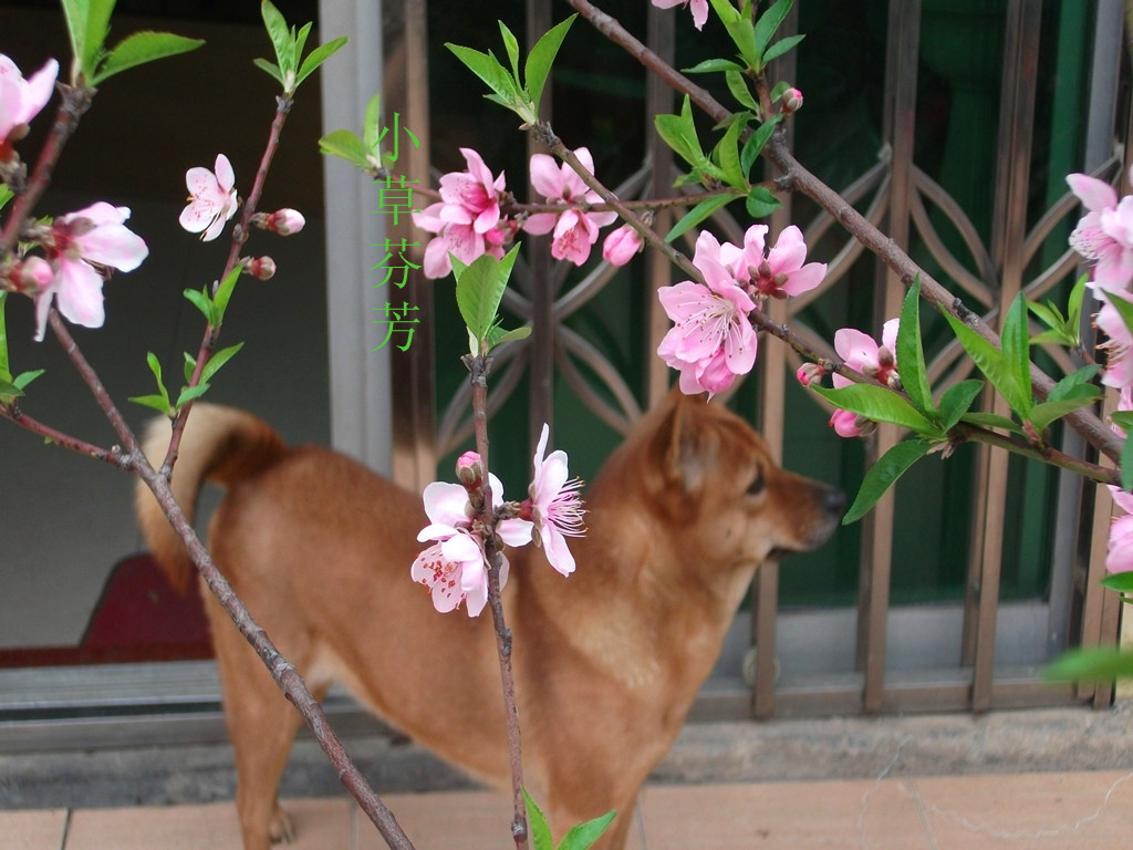 �һ������������ҵĻ�԰02 03601.jpg