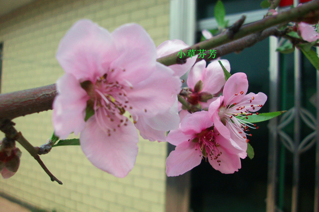 �һ������������ҵĻ�԰ 00401.jpg