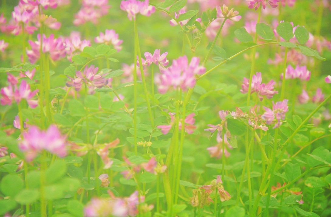 ����Ӣ 2.jpg