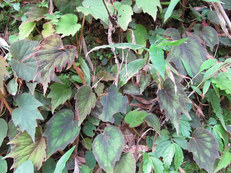 �ﺣ�Ŀ�ֲ��