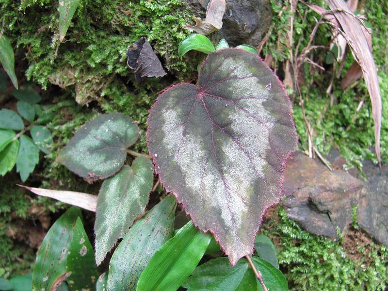 �ﺣ�Ŀ�ֲ��