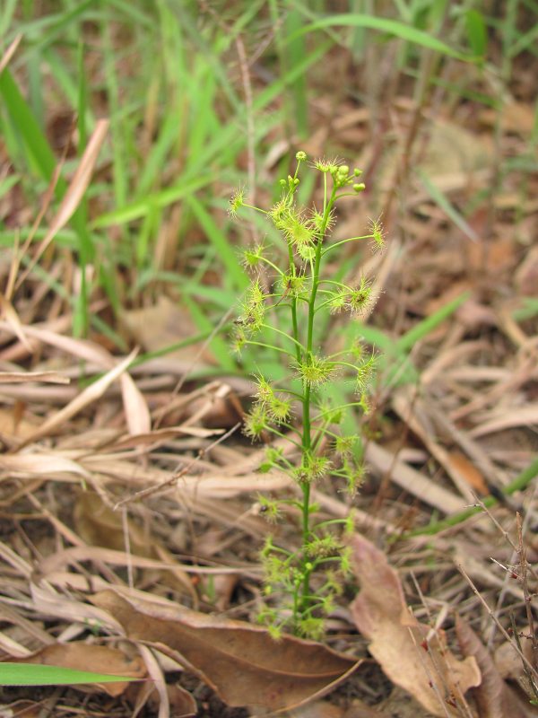 ����é���