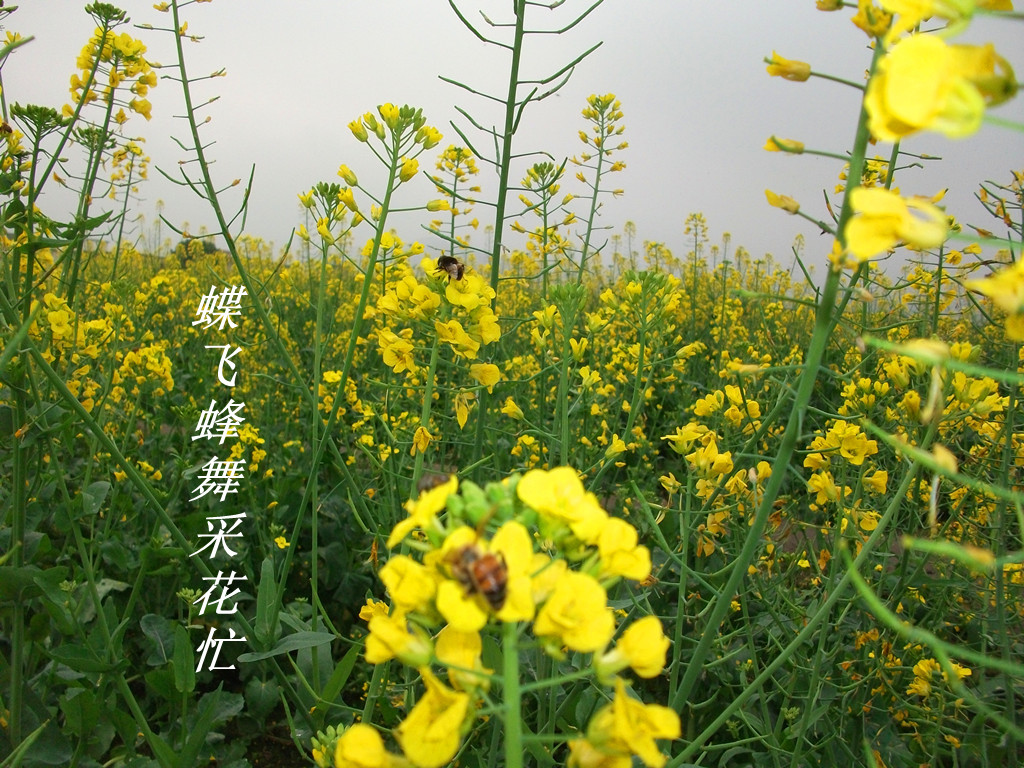 ����Ѱ�� 01801����.jpg