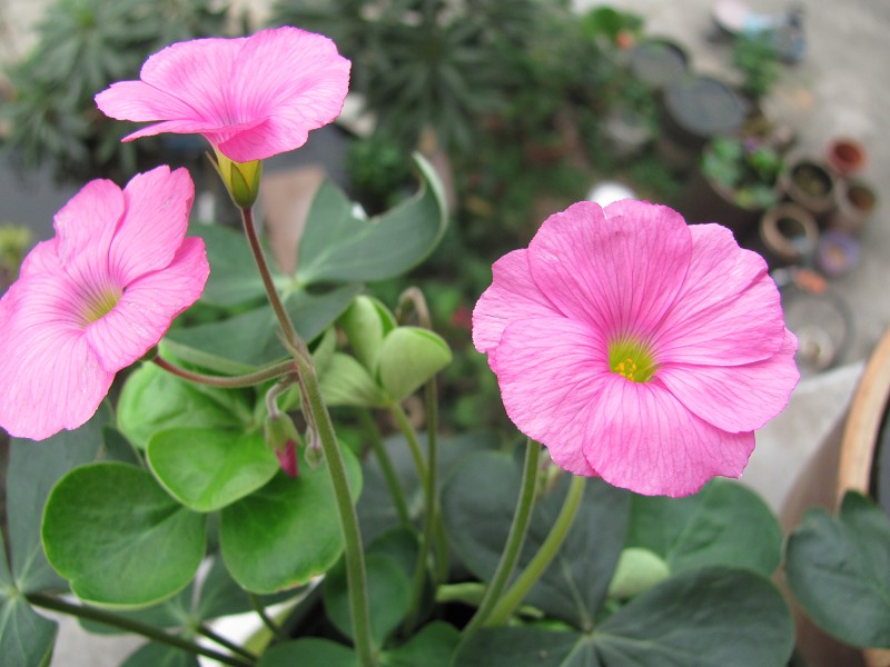 Oxalis-bowiei �����/����