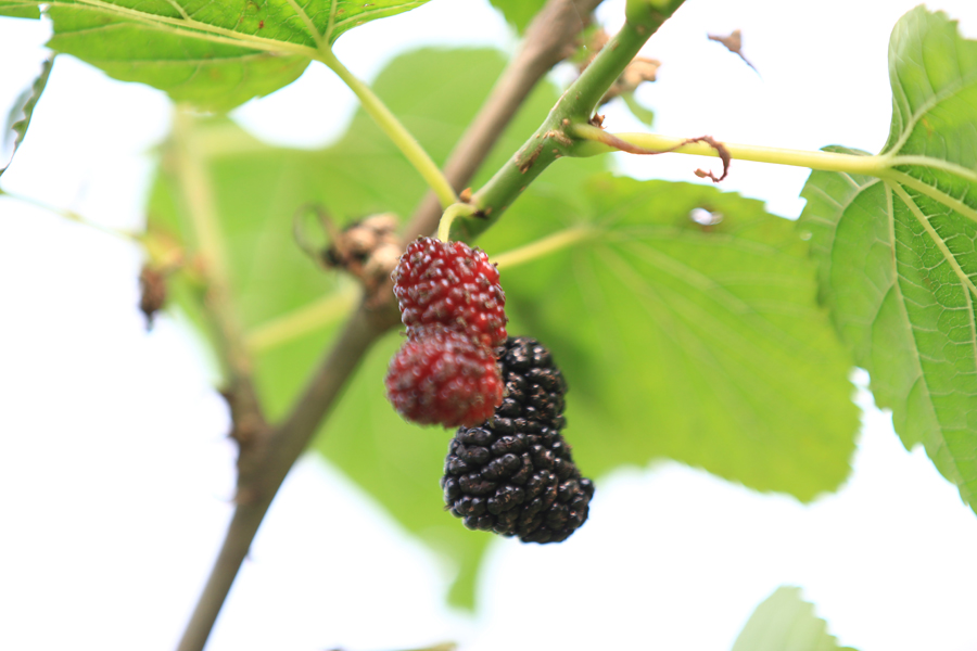 һ�ԶԵġ�����