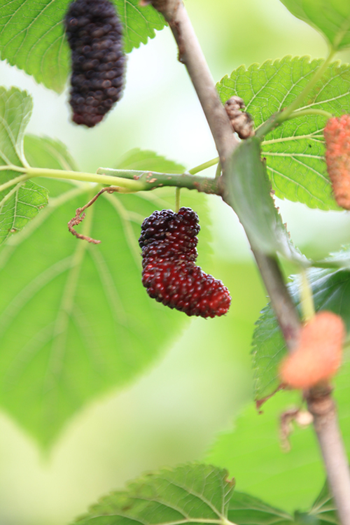 һֻɣЬ������