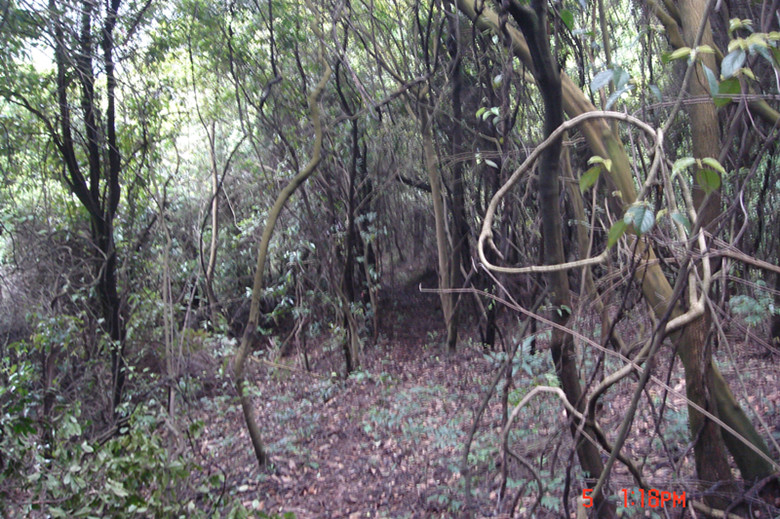 ԭ��̬����