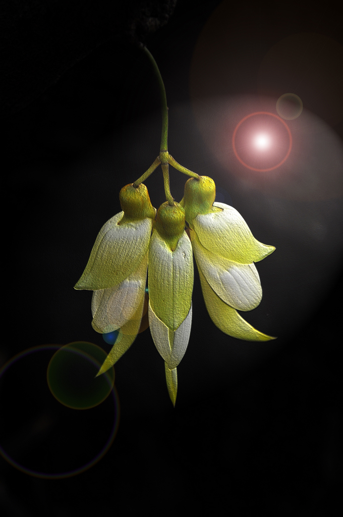 DSC_11009.jpg 444.jpg