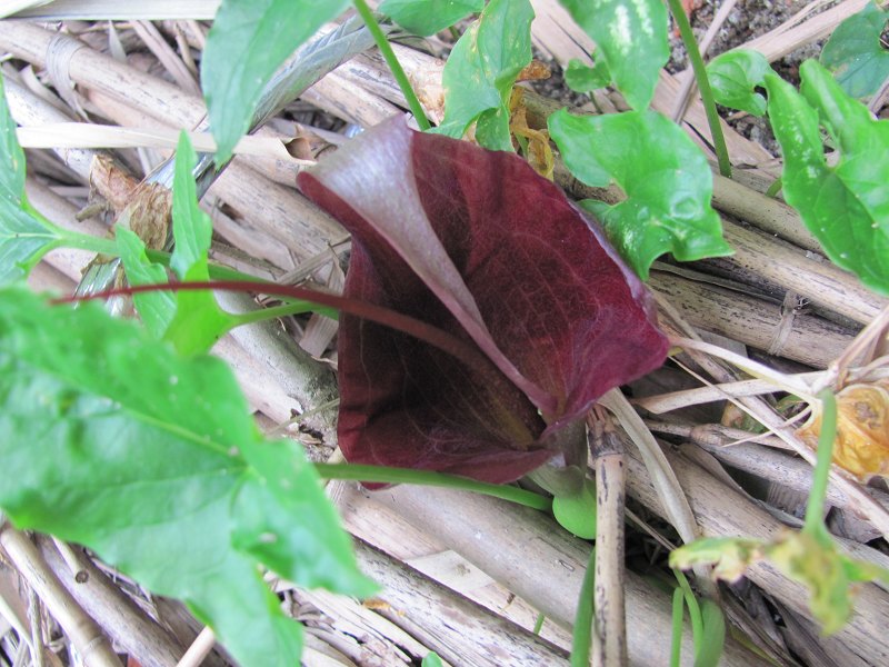 �����ģ���ͷ�⣩