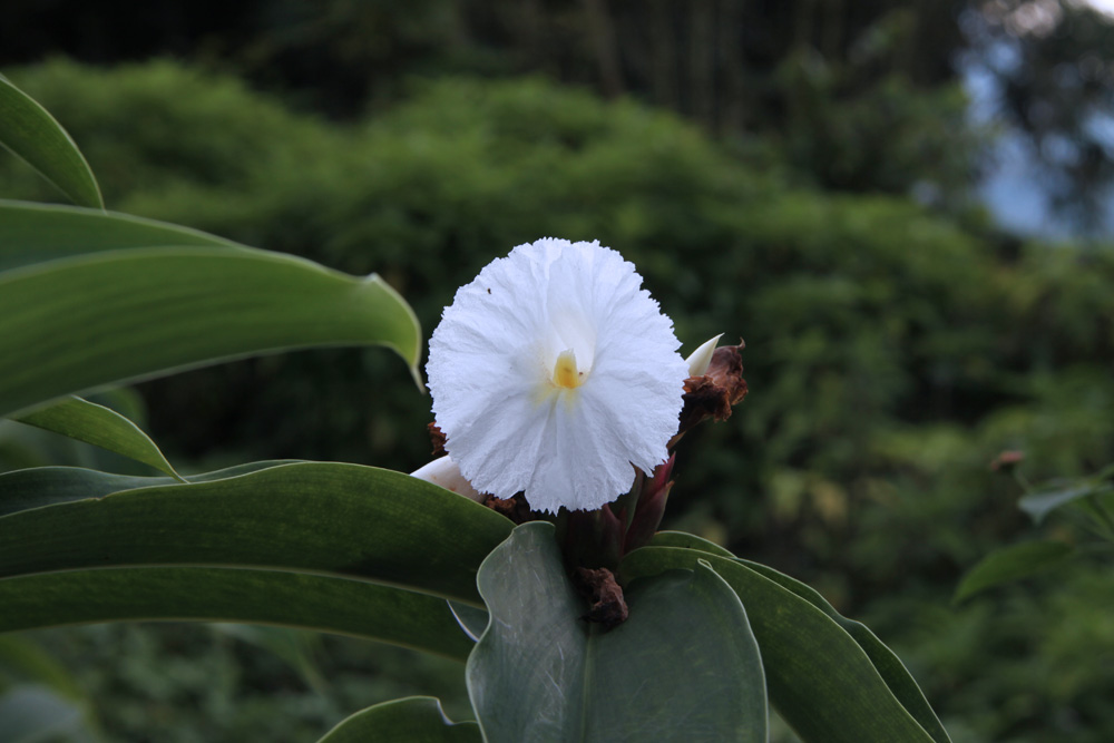 ����һ���仨��������