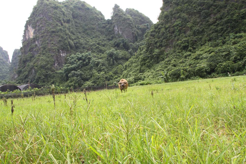 ����һͷţ����Ϸ��