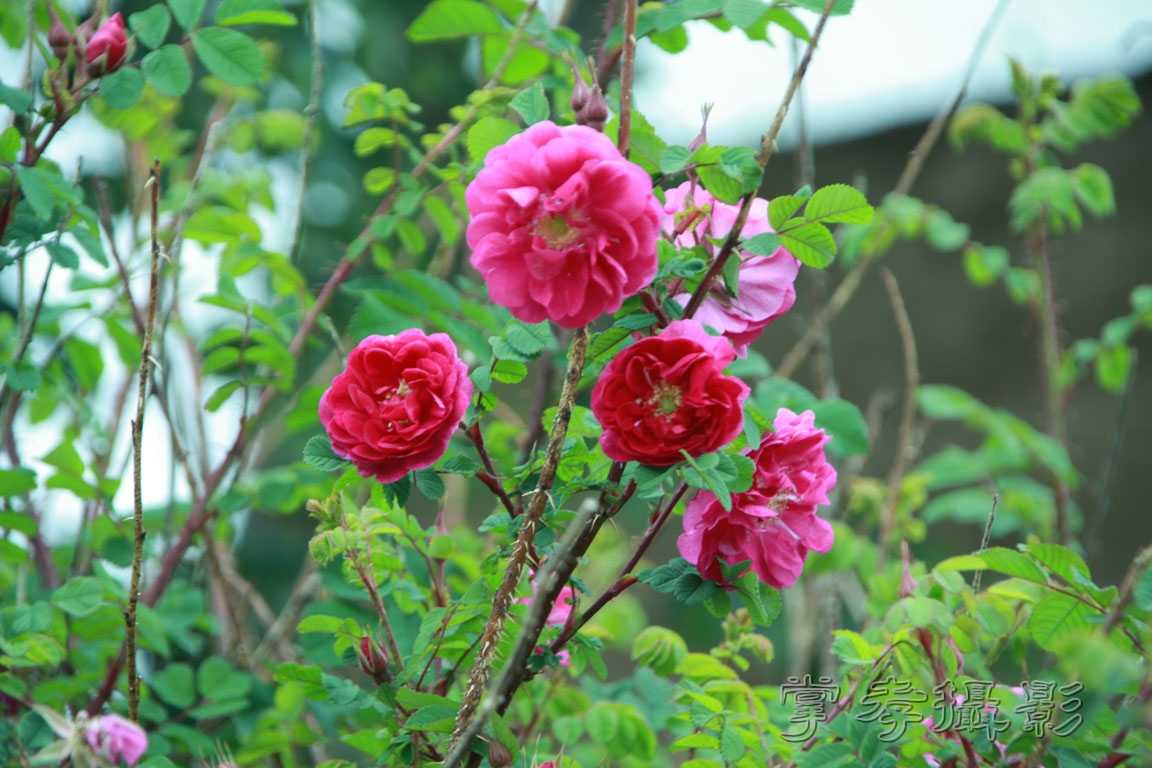 �����걦 (131).jpg