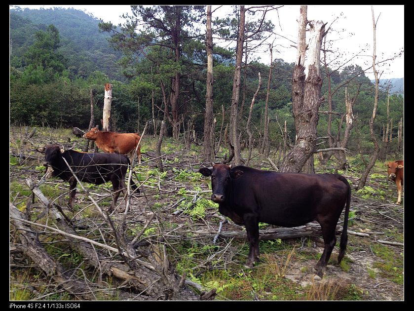 ��ţ��ô�Ϳ�����