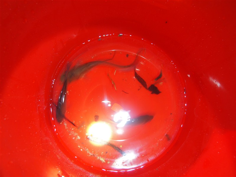 ��˵�е�ɵ��