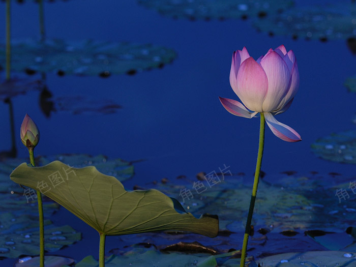 DSC_1866-1 ����.jpg