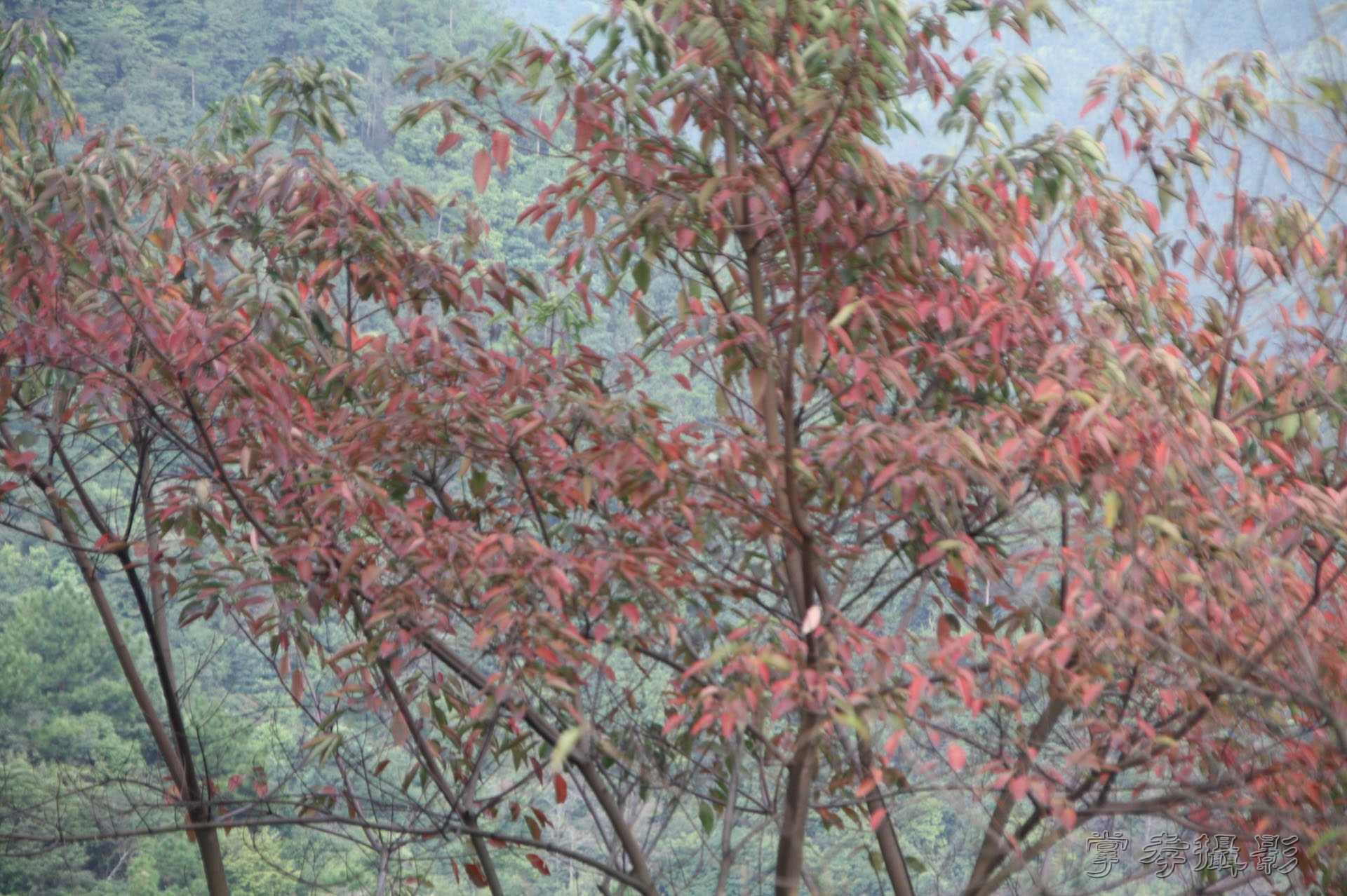 ͽ����Խѩɽ�� (226).jpg