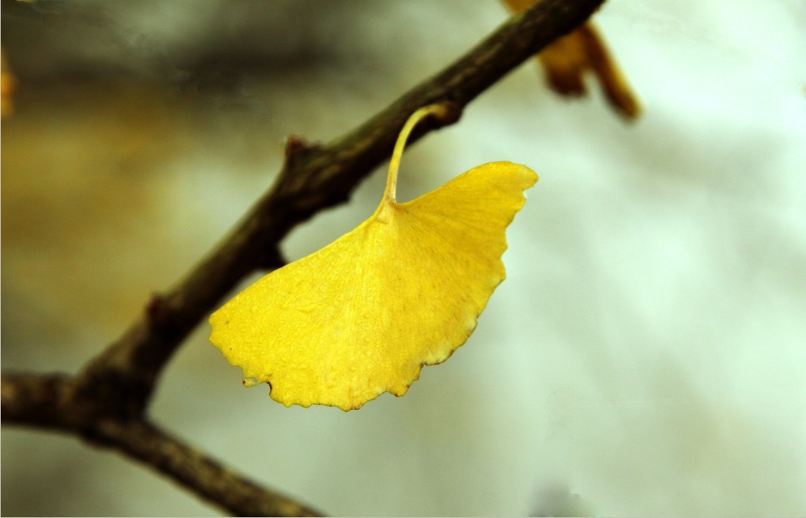 ��д��Ҷ���ϵ����ӱ����羡�ӣ���һ�������ԡ����Ż��ֶ�����������