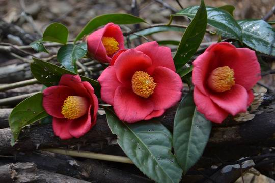 ������С DSC_0265.JPG