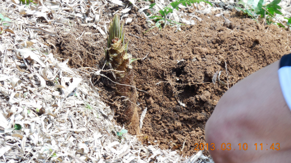 �ľ߳��������ձʼ�ɽ�����