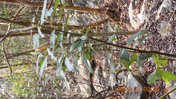 ������ǿ����Դ����ɽ