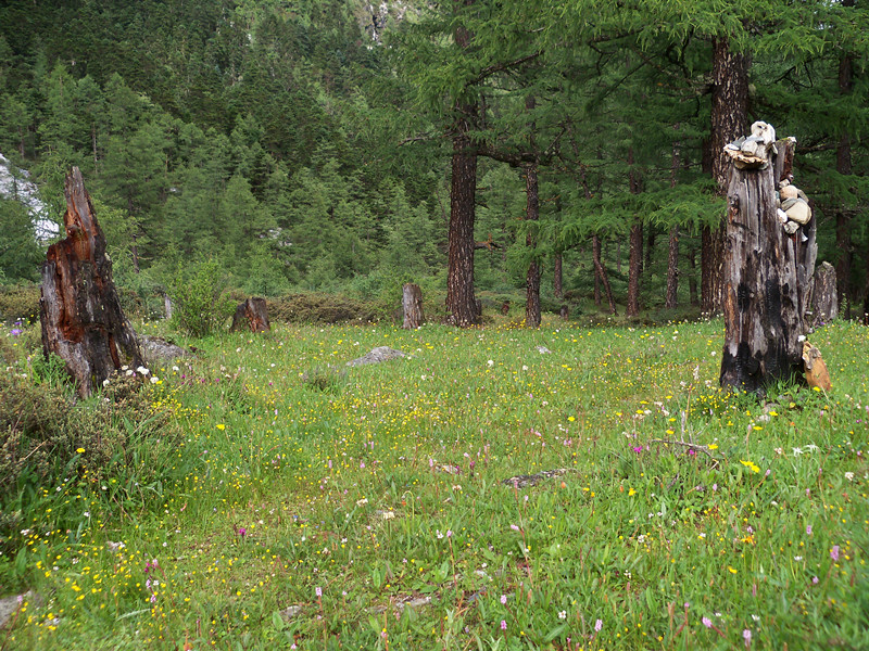 �洦�ɼ��Ĳݵ�