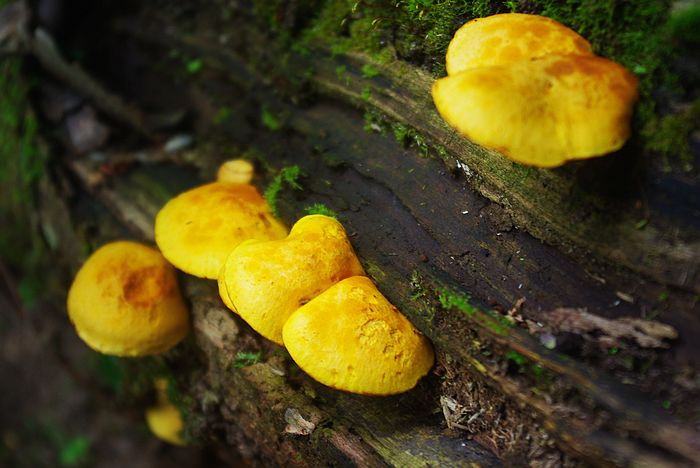 ����ɽ��ɫ