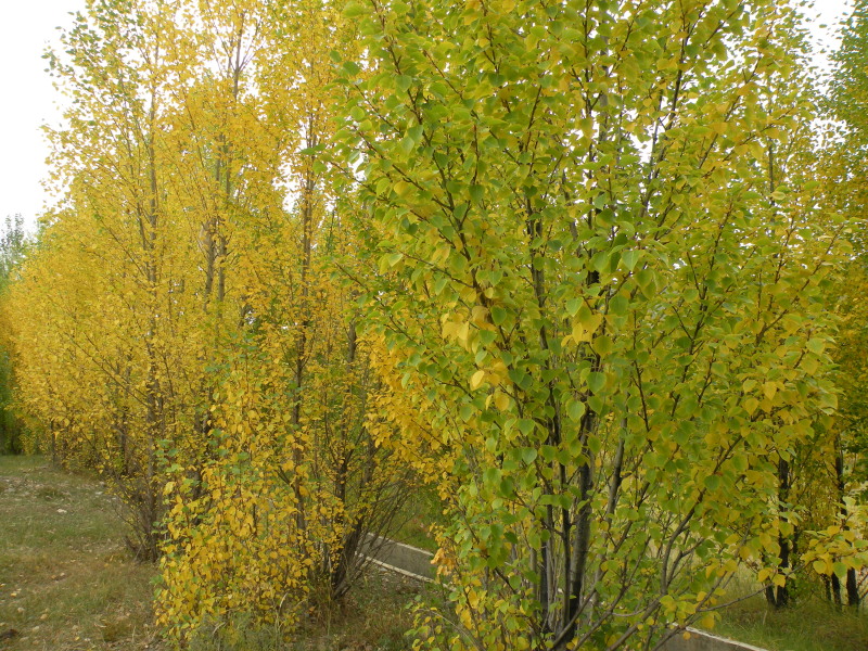 �Ҥ�iphone 279.jpg