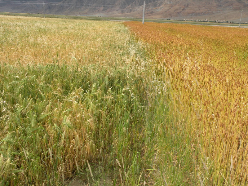 �Ҥ�iphone 559.jpg