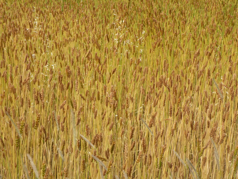 �Ҥ�iphone 557.jpg