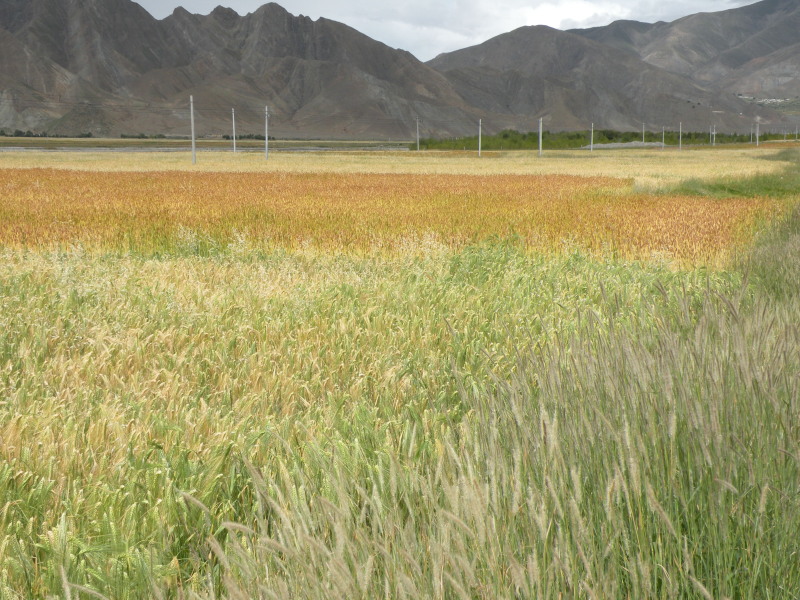 �Ҥ�iphone 555.jpg